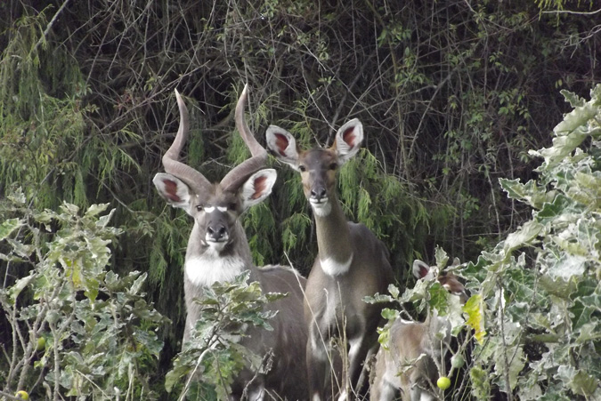 A mountain nyala, Ethiopia, Bale Mountains