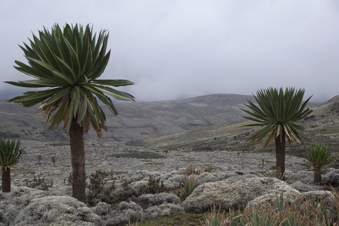 Bale Mountains, Ethiopia