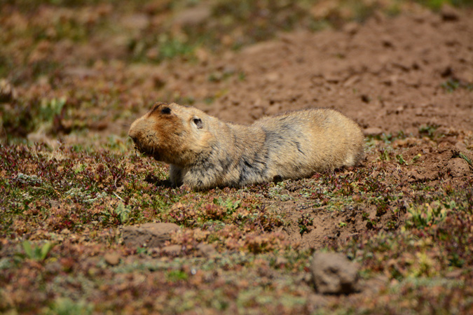 A big-headed mole-rat , Bale Mountains, Ethiopia