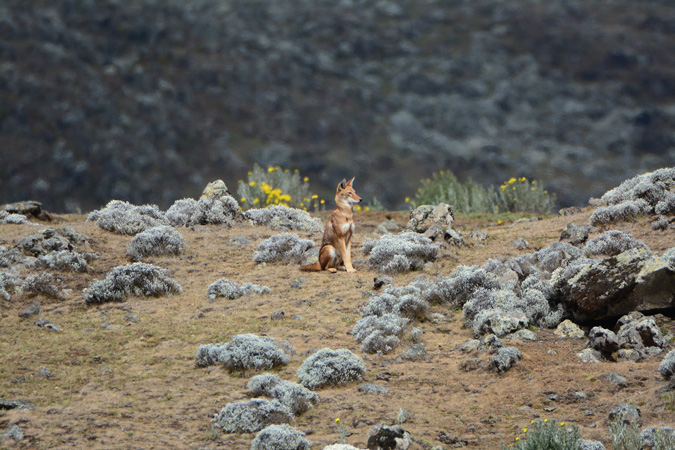 Ethiopian wolf, Bale Mountains, Ethiopia