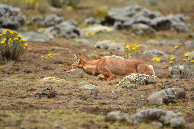 Ethiopian wolf, Bale Mountains, Ethiopia