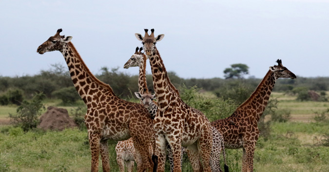 On the trail of giants: Giraffe research and conservation in Tanzania ...