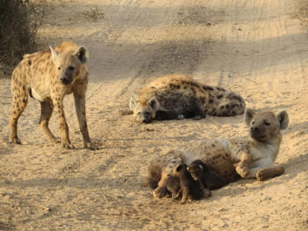 hyena cubs hyenas birth gory cub giving nairaland akwa civet terrorising ibom geographic zambia nigeria