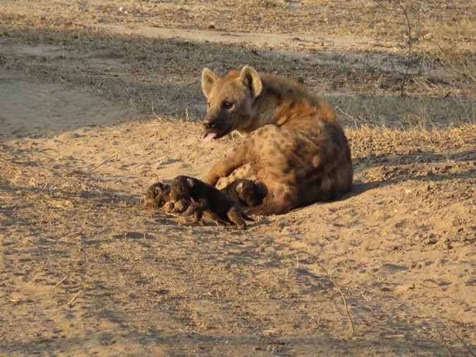 hyenas and cubs, wildlife, Zambia
