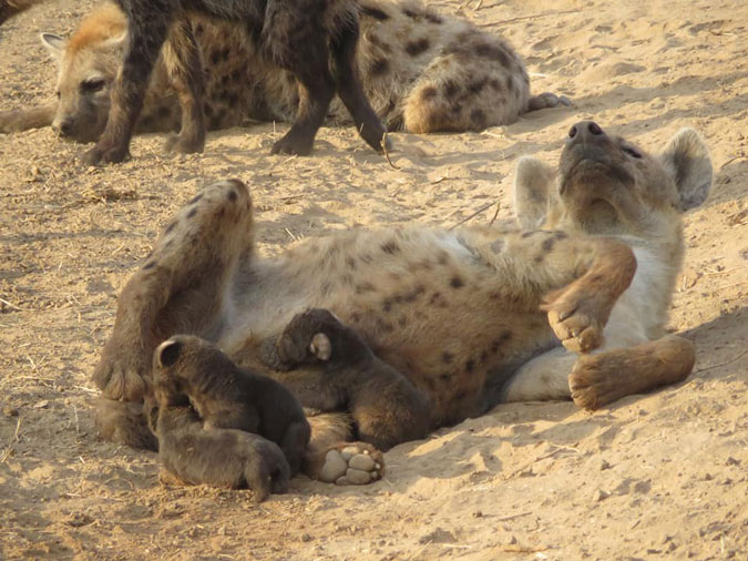 The birth of hyena cubs: The good, the bad and the gory - Africa Geographic