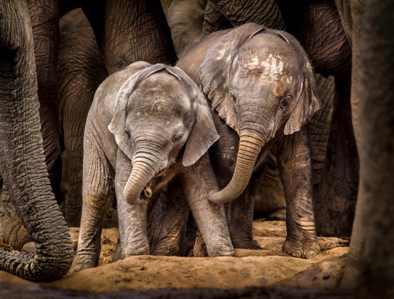 Elephant calf, Addo Elephant National Park, South Africa