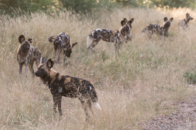 wild dogs, Madikwe, South Africa
