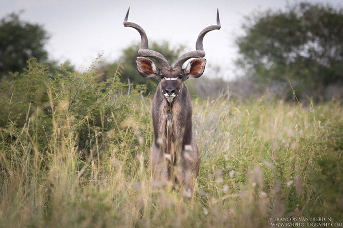 kudu, Madikwe, South Africa