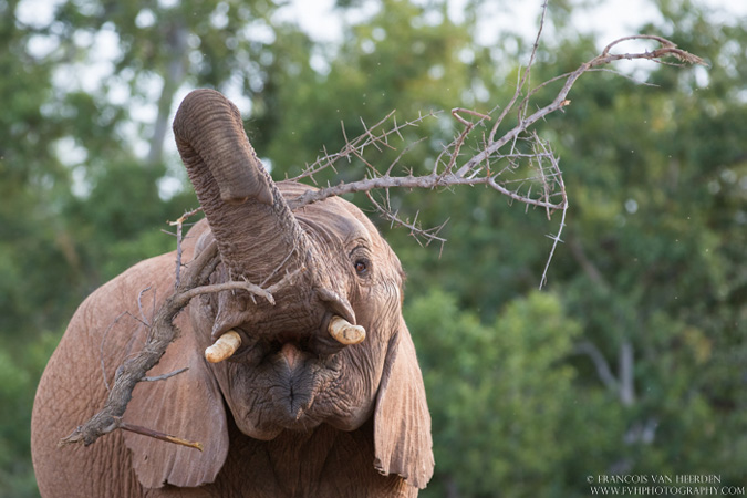 elephant, Madikwe, South Africa