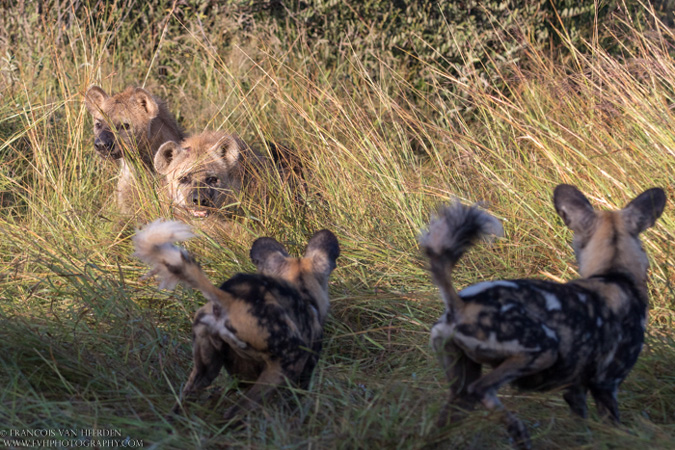 wild dogs and hyena, Madikwe, South Africa