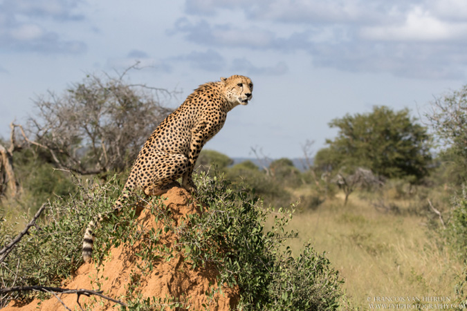 cheetah, Madikwe, South Africa