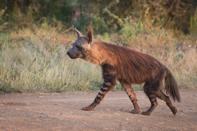 brown hyena, Madikwe, South Africa