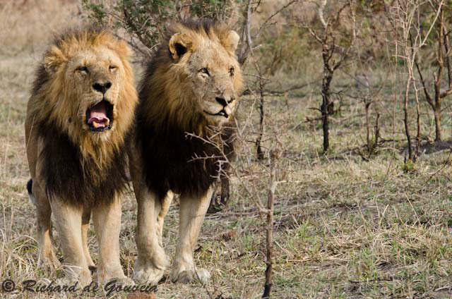 The Legend Of The Mapogo Lions Africa Geographic - 