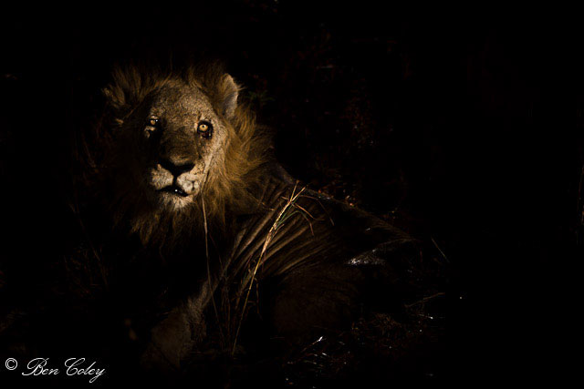 The lions of Mapogo, Sabi Sands