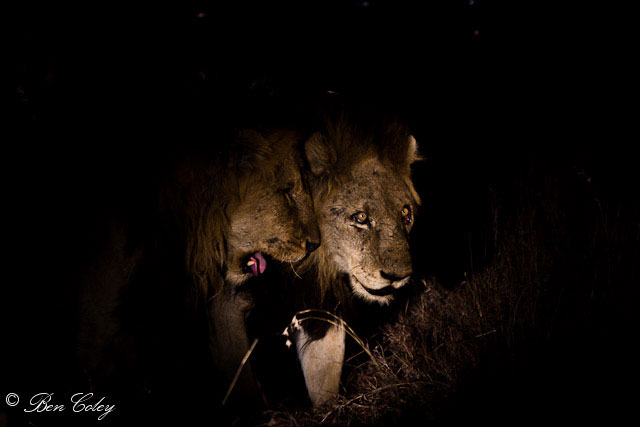 The lions of Mapogo, Sabi Sands