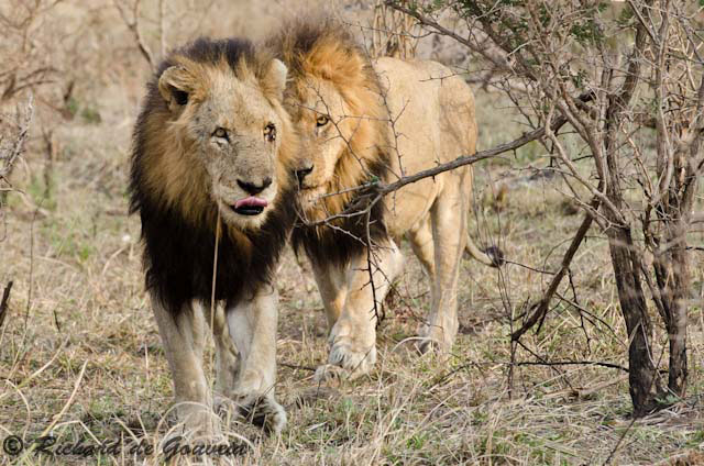 The legend of the Mapogo lions - Africa Geographic