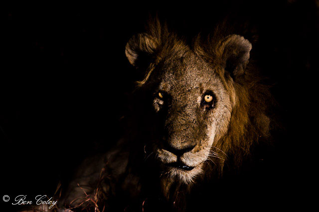 The lions of Mapogo, Sabi Sands