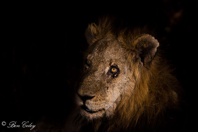 The lions of Mapogo, Sabi Sands