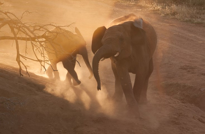elephant, Madikwe, South Africa