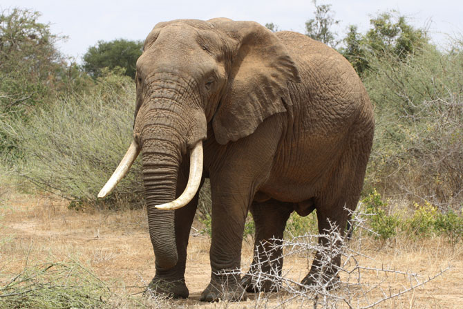 10 Fascinating facts about elephants