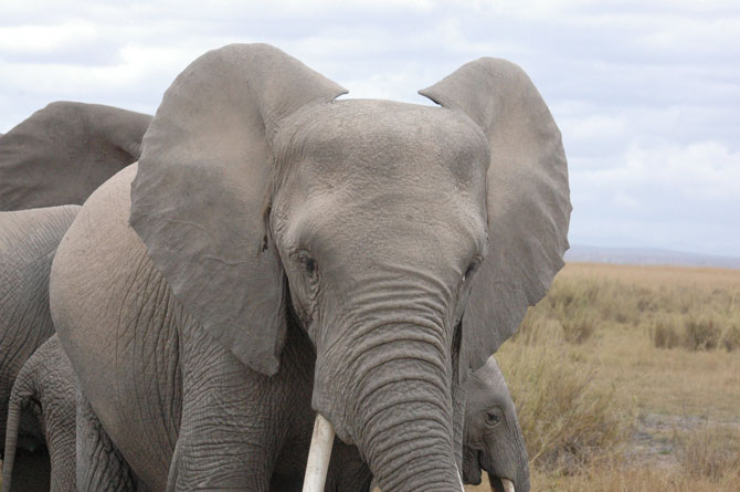 10 Fascinating facts about elephants - Africa Geographic