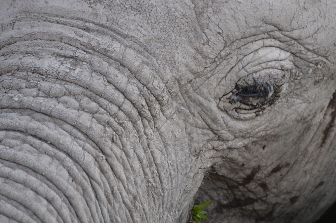 up close of an elephants eye