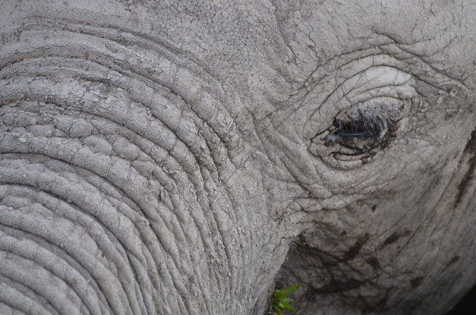 Acerca de un ojo de elefante