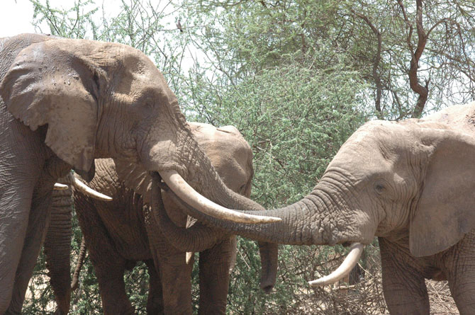 famille d'éléphants