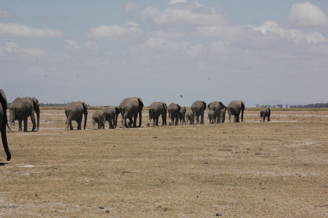 elephant-herd