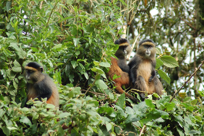 golden-monkeys