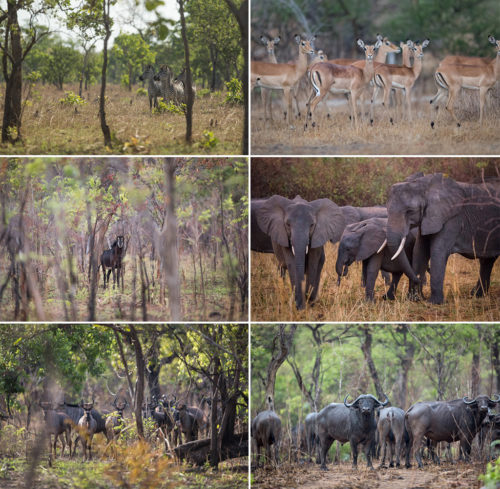 Jurassic Niassa - Africa Geographic