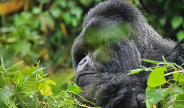 silverback gorilla predators