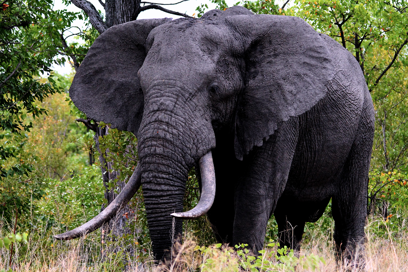 Kruger elephants: Giants of the Future - Africa Geographic