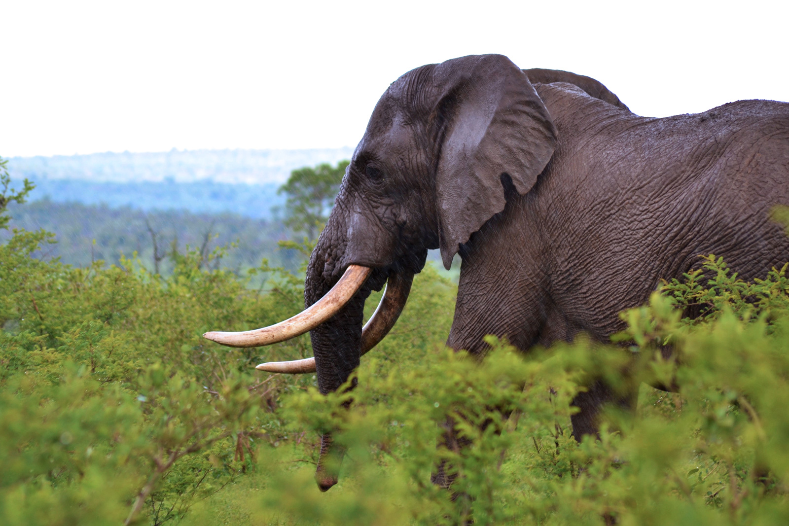 kruger elephants