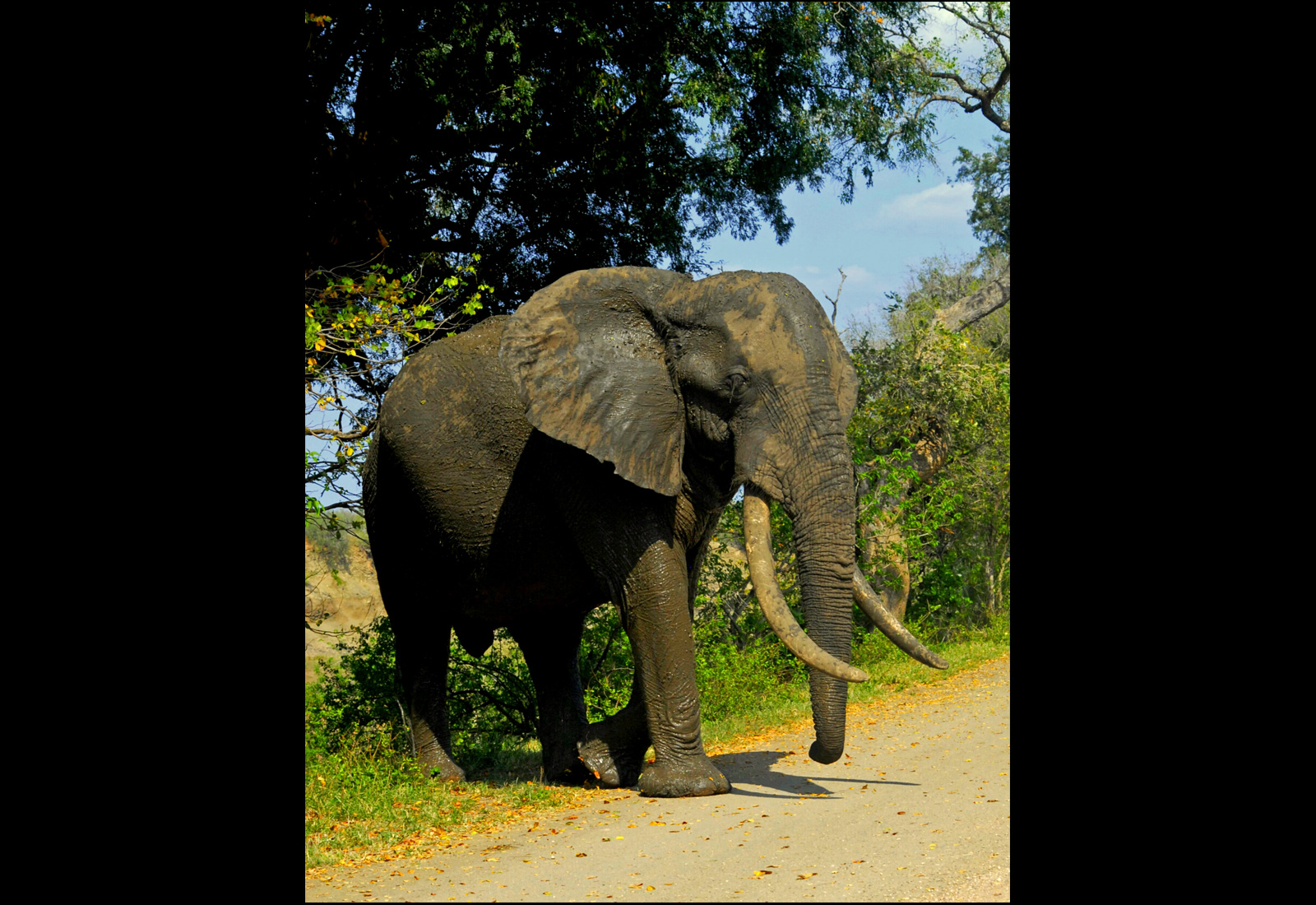 kruger elephants