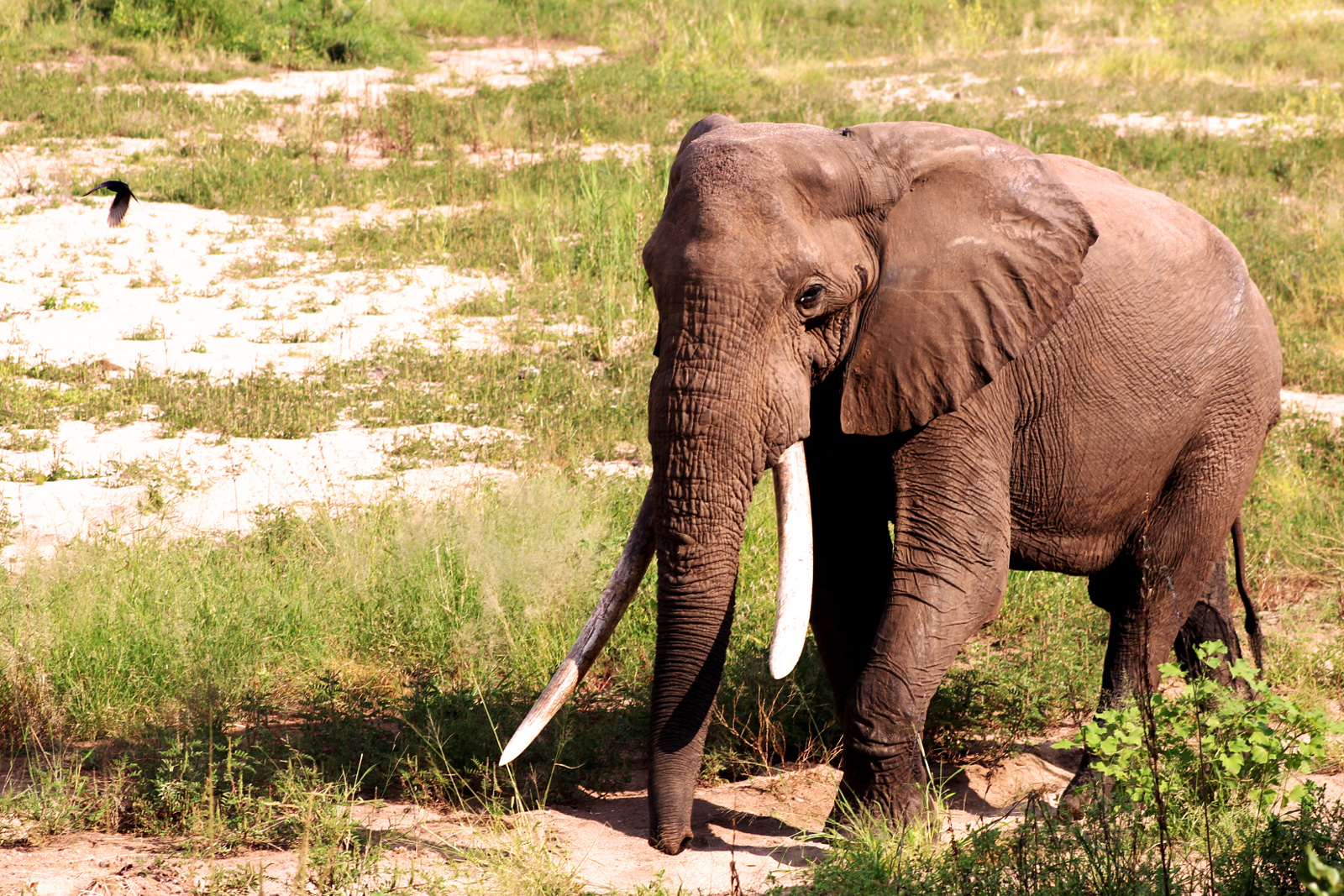 kruger elephants