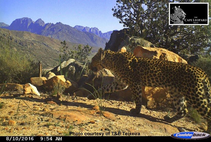 Leopard, camera trap, Cederberg, Cape, South Africa