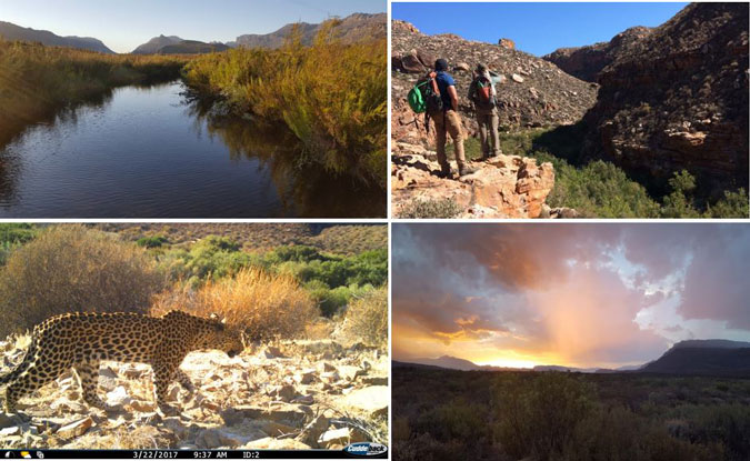 Leopard, Cederberg, Cape, South Africa