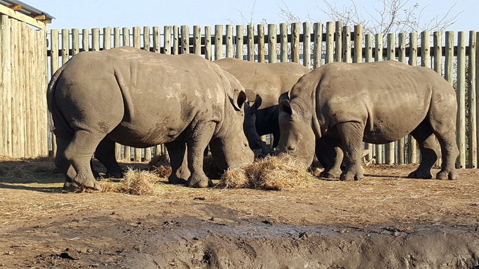 three rhino grazing in a boma