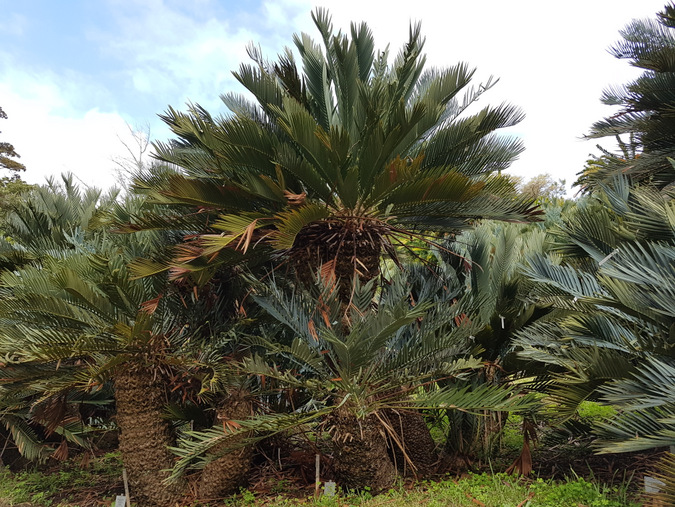 cycads, Kirstenbosch National Botanical Gardens, South Africa