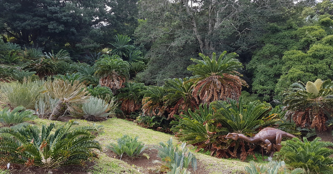 Dinosaur plants in Kirstenbosch National Botanical Gardens, South Africa