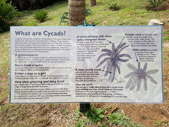 what are cycads poster, Kirstenbosch National Botanical Gardens, South Africa