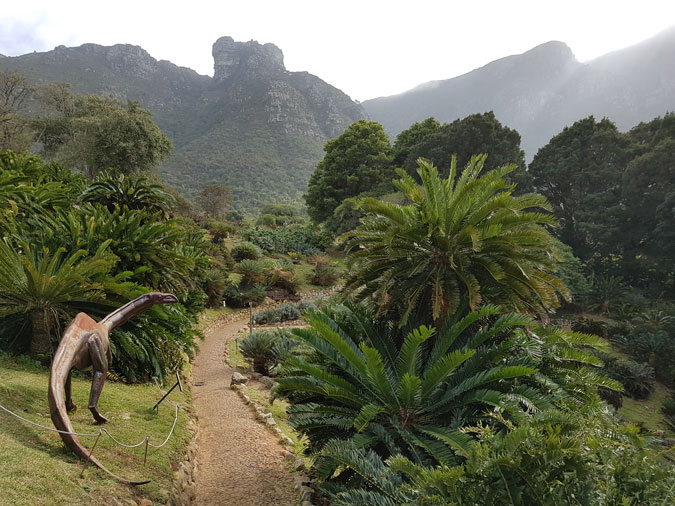 Dinosaur, cycads, Table Mountain, Kirstenbosch National Botanical Gardens, South Africa