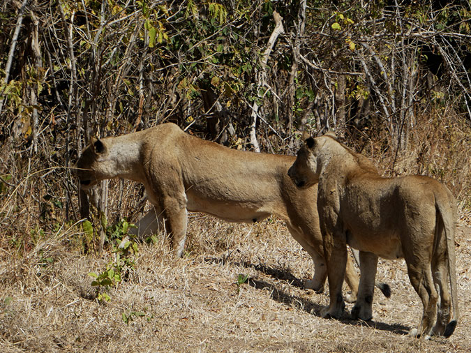 Video: Lions hunting buffalo in South Luangwa - Africa Geographic