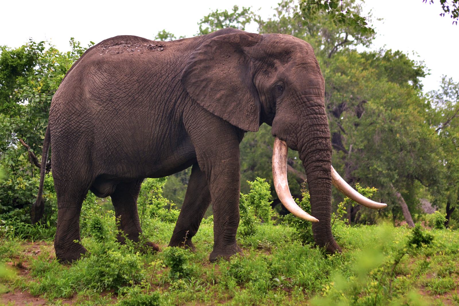 Kruger elephants: Giants of the Future - Africa Geographic