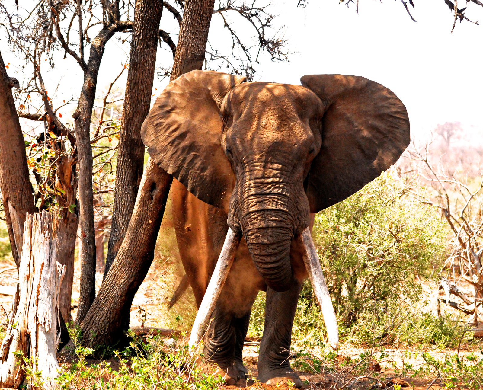 Kruger elephants: Giants of the Future - Africa Geographic