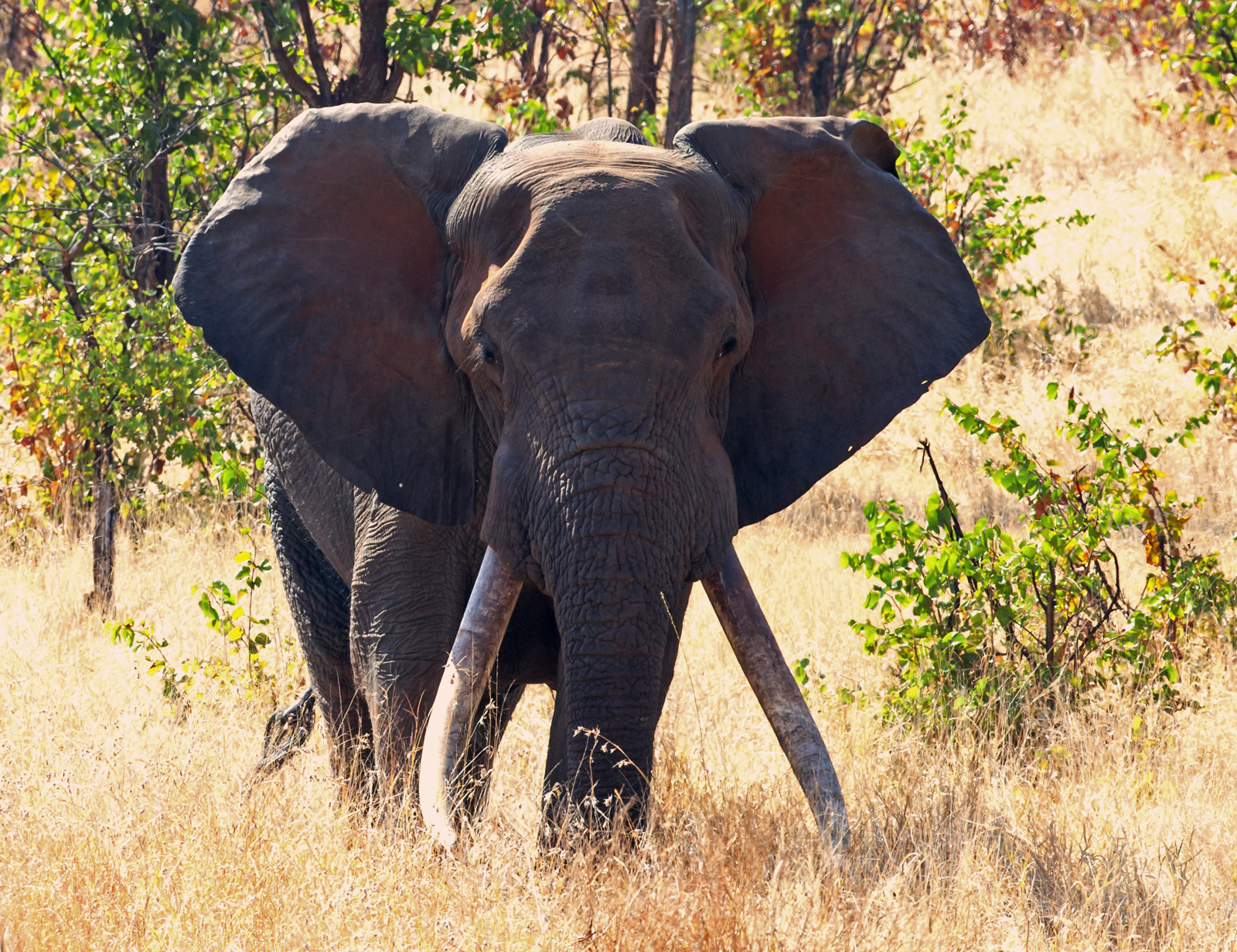 kruger elephants