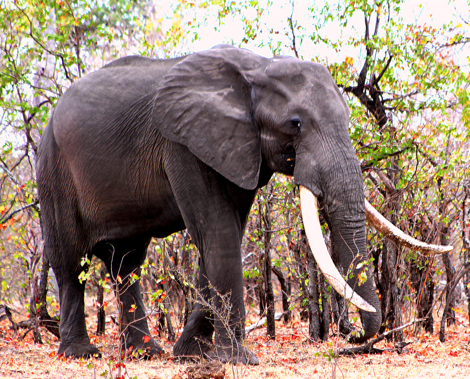 kruger elephants