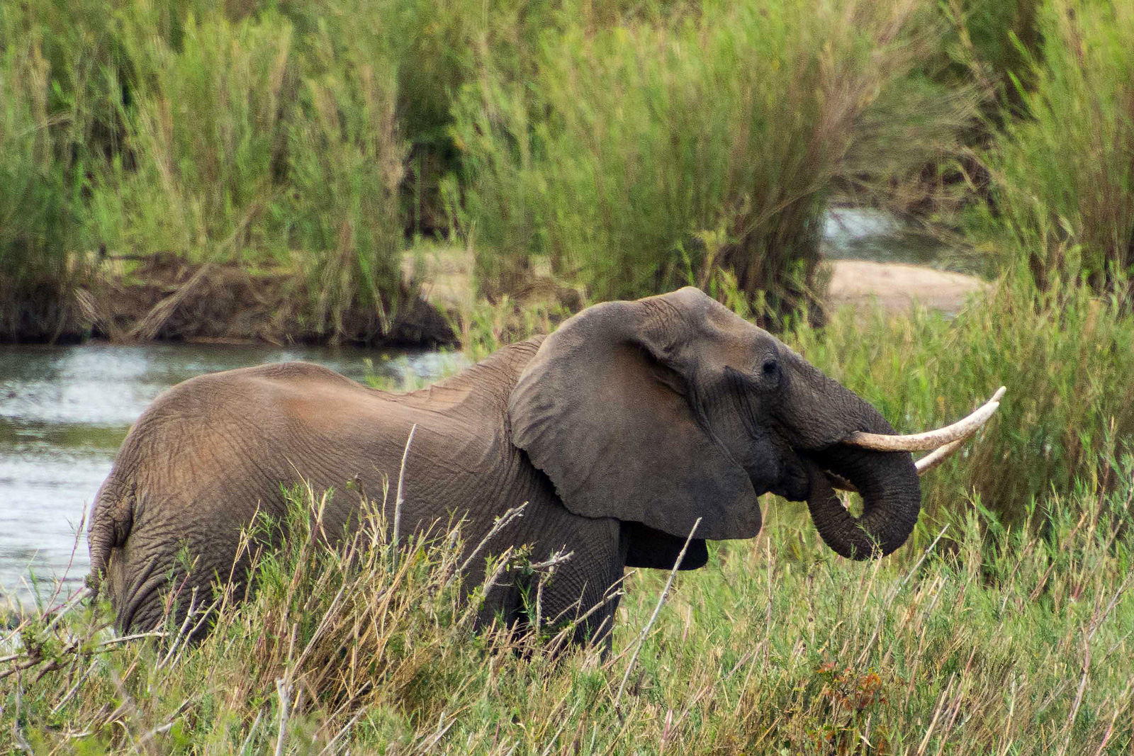 kruger elephants