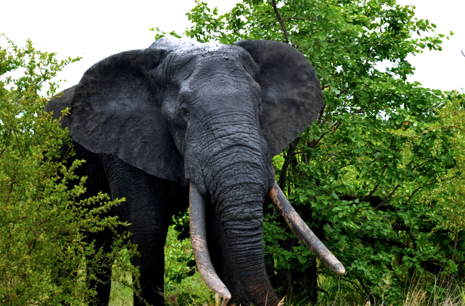 kruger elephants